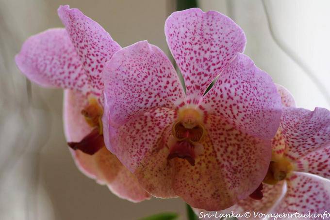 Tenderness flower, orchids, botanical garden of Peradeniya - Sri Lanka Ceylon