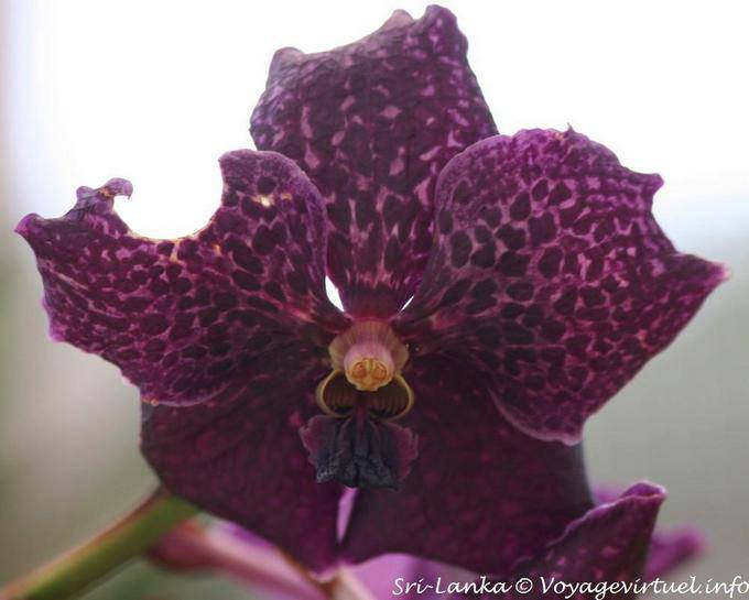 Sadness butterfly orchid petal eaten at, Peradeniya Botanic Gardens - Sri Lanka Ceylon