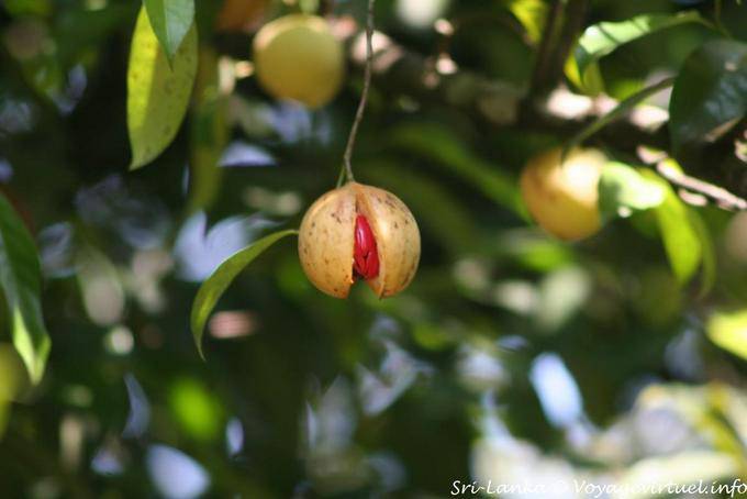 Tree yielding fruit red seed Peradeniya Botanic Garden - Sri Lanka Ceylon