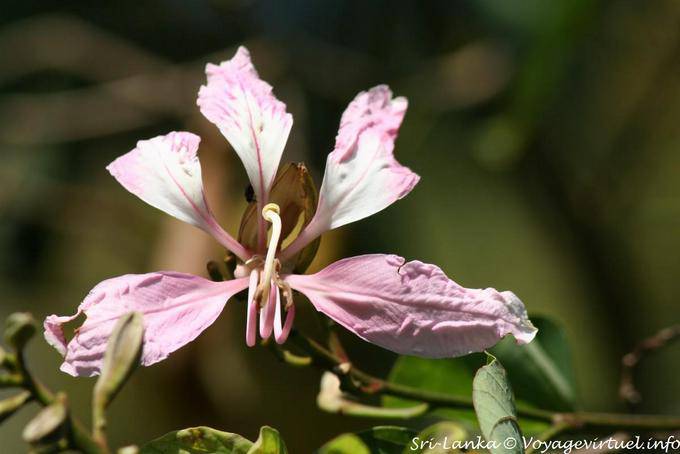 Krugii Bauhinia (Fabaceae), Botanical Park, Peradeniya - Sri Lanka Ceylon