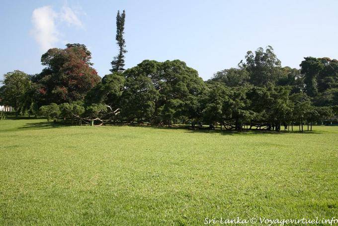 Part of the arboretum, botanic gardens Peradeniya Royal - Sri Lanka Ceylon