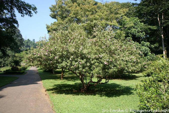 Different varieties of trees, Royal Botanic Gardens, Peradeniya - Sri Lanka Ceylon