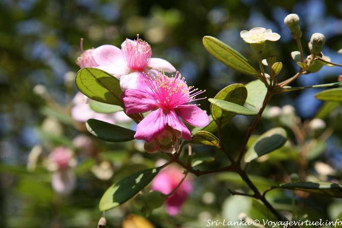 Flower on shrub, Peradeniya Royal Botanic Garden - Sri Lanka Ceylon