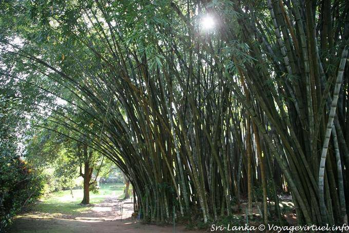 Bamboo Botanic Park, Peradeniya - Sri Lanka Ceylon