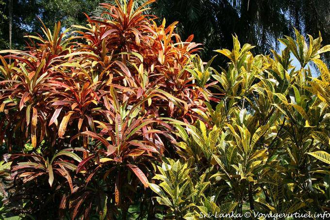 Ornamental shrubs-color foliage, Peradeniya botanic garden - Sri Lanka Ceylon