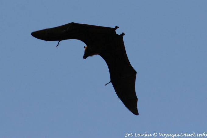 Chiroptera flight, Royal Botanical Garden, Peradeniya - Sri Lanka Ceylon