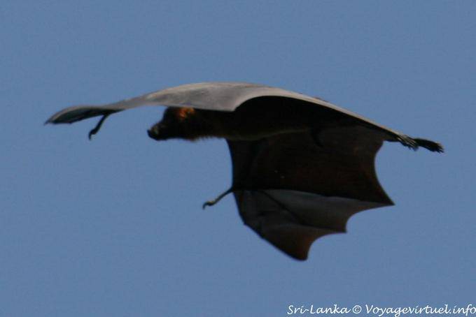 Giant bat in flight, Royal Botanical Garden, Peradeniya - Sri Lanka Ceylon