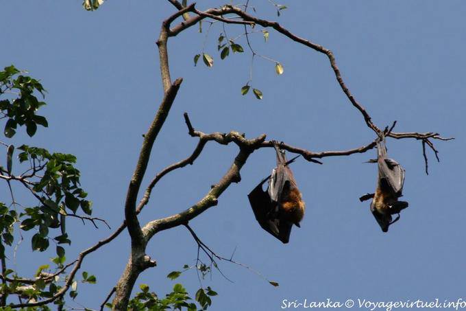 Bat fructivores suspended, botanical park, Peradeniya - Sri Lanka Ceylon