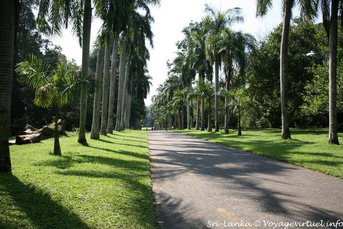 Driveway royal palms, Royal Botanical Garden, Peradeniya - Sri Lanka Ceylon