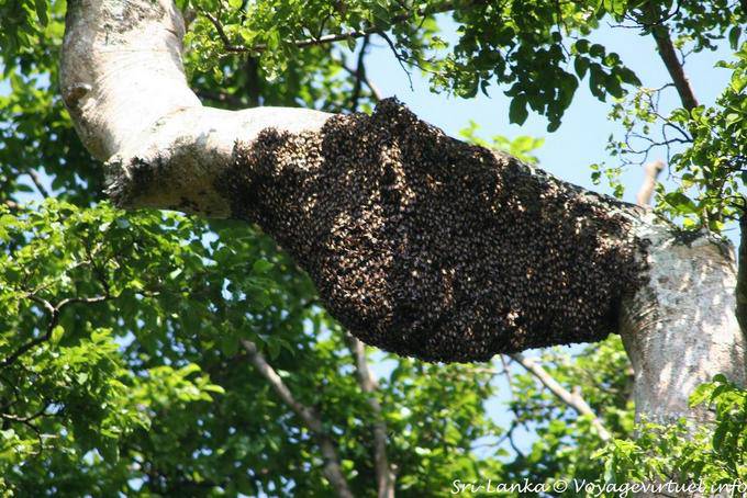 Hornet's nest, botanical garden of Peradeniya - Sri Lanka Ceylon