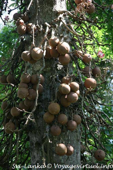Buddha fruit, Cannon ball tree, botanical garden, Peradeniya - Sri Lanka Ceylon
