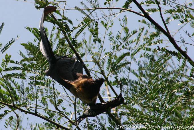 Mégachiroptère fruit bat hanging in an acacia tree, garden Peradeniya - Sri Lanka Ceylon