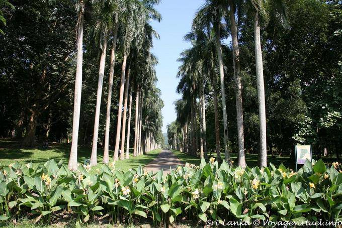 View the Cabbage Palm Avenue, Botanical Garden of Peradeniya - Sri Lanka Ceylon