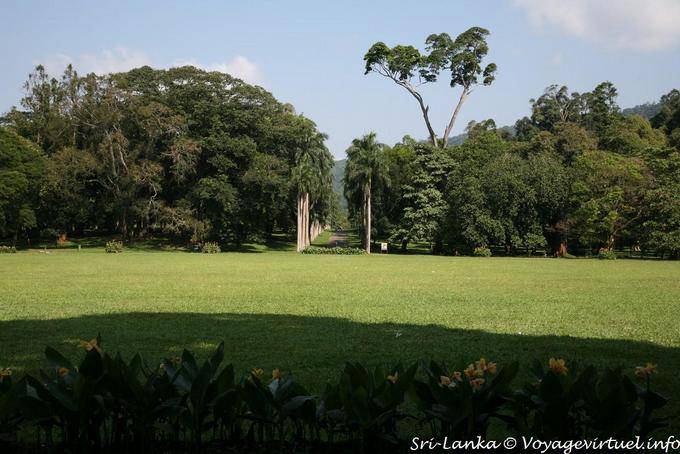 Canopy of trees and alley of palm trees, Botanical Garden of Peradeniya - Sri Lanka Ceylon