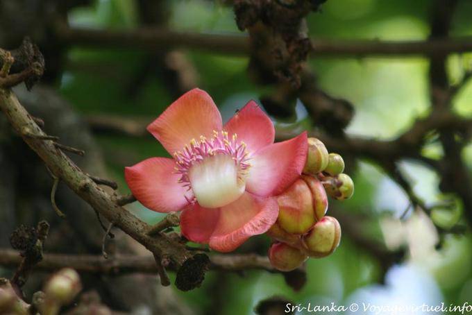Flower in a tree, Royal Botanic Garden, Peradeniya - Sri Lanka Ceylon