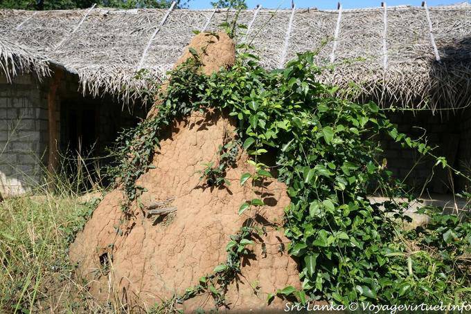 Large termite mound, Kurunegala - Sri Lanka Ceylon