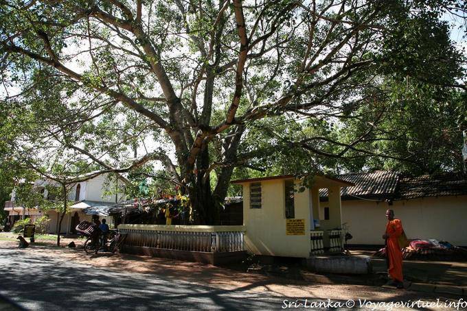 Bodhi tree (Bo) or sacred ficus Kurunegala - Sri Lanka Ceylon