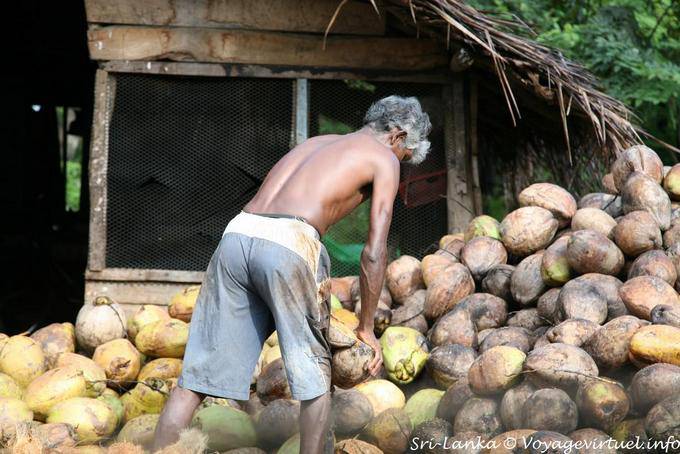Sorting coconut, Kurunegala - Sri Lanka Ceylon