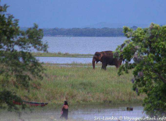 Elephant in the Kaudulla National Park, Medirigiriya road - Sri Lanka Ceylon
