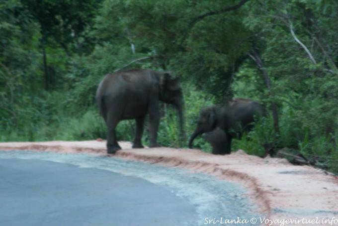 Flight of wild elephants, Medirigiriya road - Sri Lanka Ceylon