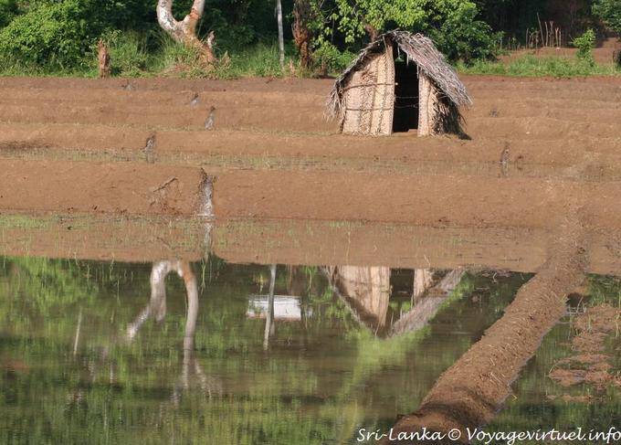 Garden Shack in reflection in the water of a future rice, Nalanda - Sri Lanka Ceylon