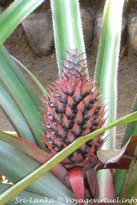 Infructescence Pineapple, spice garden Nalanda - Sri Lanka Ceylon