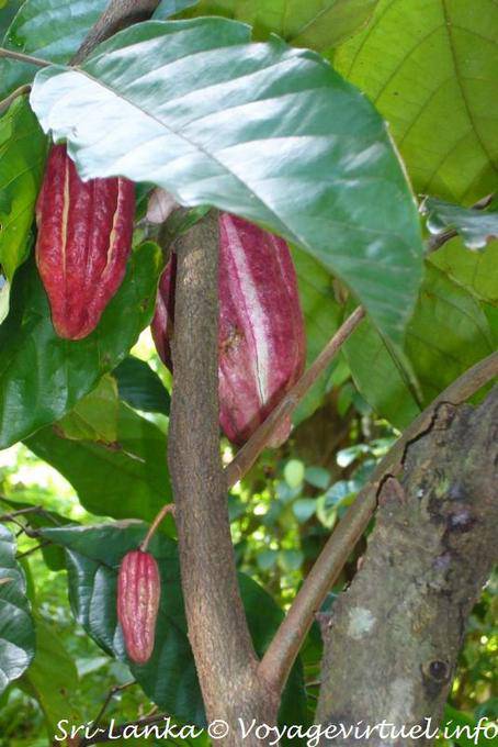 Cocoa beans in a cacao tree or Theobroma cacao, spices garden, Nalanda - Sri Lanka Ceylon