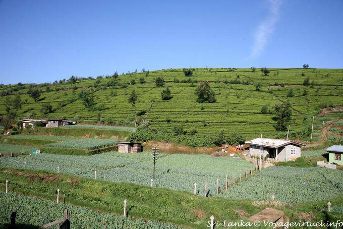 Vegetable crops amid tea plantations, Nuwara Eliya - Sri Lanka Ceylon