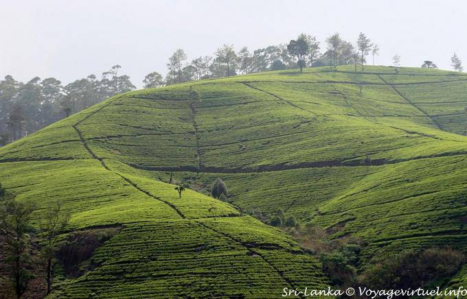 Geometry in the landscape of tea plantations, Nuwara Eliya - Sri Lanka Ceylon