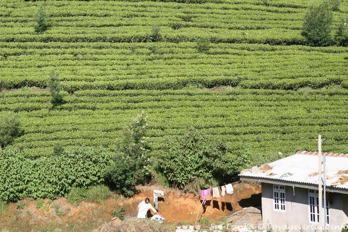 Worker's Housing amidst plantations around Nuwara Eliya - Sri Lanka Ceylon