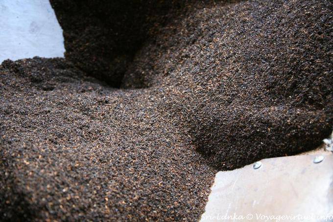 Flow black tea produced at the Glenloch tea factory, Nuwara Eliya - Sri Lanka Ceylon