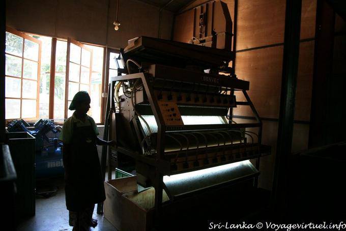 Shadow and light in the production of tea in tea factory Glenloch, Nuwara Eliya - Sri Lanka Ceylon