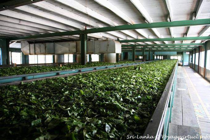 Nursery tea bushes to Glenloch Tea Factory, Nuwara Eliya around - Sri Lanka Ceylon