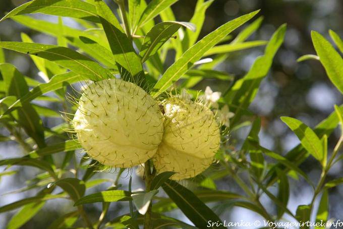 Fruits I forget the name, Ramboda, Nuwara Eliya - Sri Lanka Ceylon