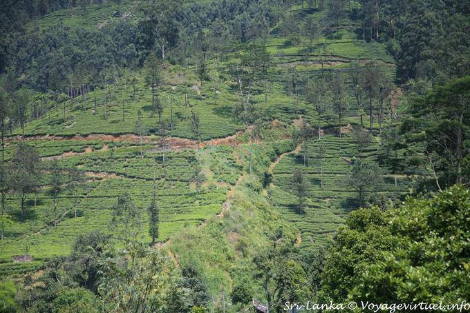 Tea plantations of the Glenloch Tea Factory, Katukitula - Sri Lanka Ceylon