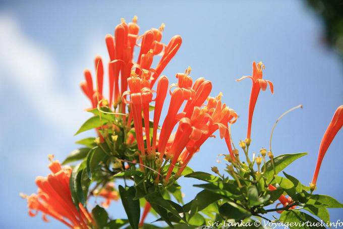 Flowers on a shrub in Glenloch Tea Factory - Sri Lanka Ceylon
