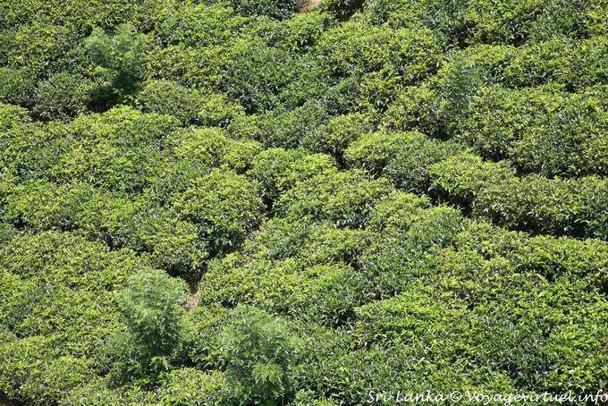 The tea plant grows in an alluvial soil, rock or volcanic sedentary, Tea road - Sri Lanka Ceylon