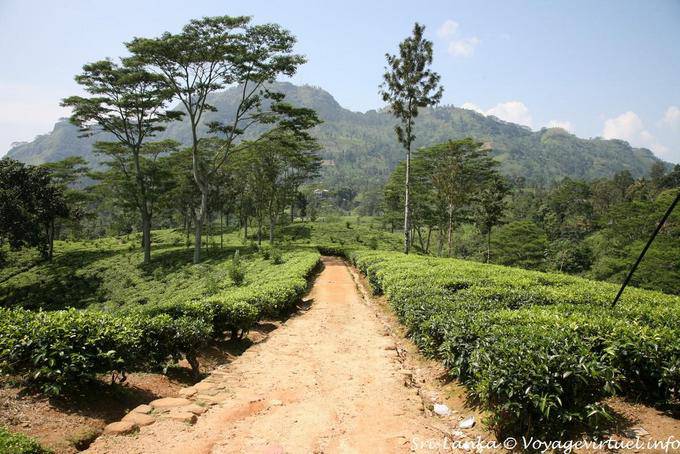Walk in a plantation or tea garden, around Nuwara Eliya - Sri Lanka Ceylon