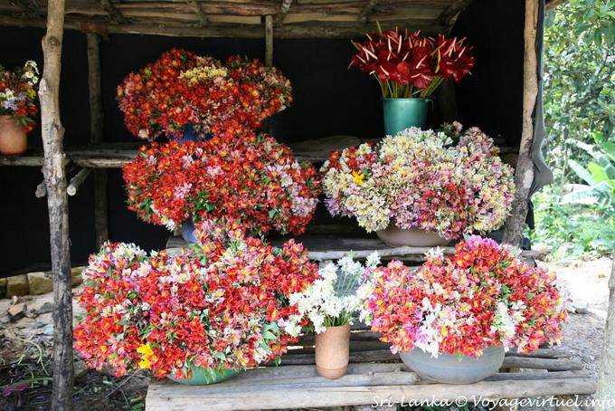 Collection freesias, florist along the PBC Highway, near Nuwara Eliya - Sri Lanka Ceylon