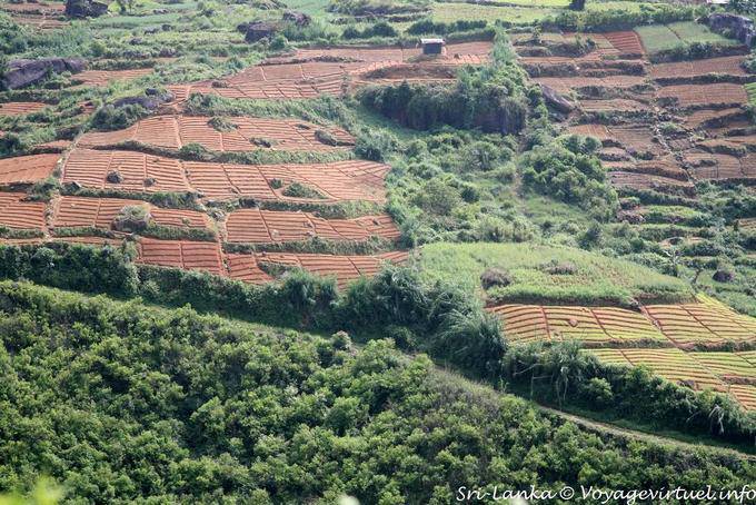 Prepare the soil before transplanting cuttings of tea Tea Road, Nuwara Eliya - Sri Lanka Ceylon