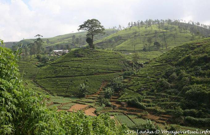 Valleys and hills of the plantation, Tea Road, Nuwara Eliya - Sri Lanka Ceylon
