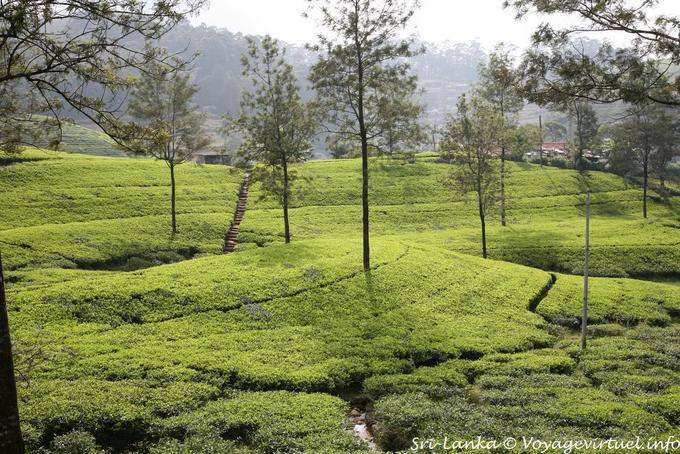 To cultivate the tea diffuse light, so we plant trees, road Tea - Sri Lanka Ceylon