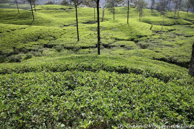 The tea plant belongs to the family of camellias, Tea Road, Nuwara Eliya - Sri Lanka Ceylon