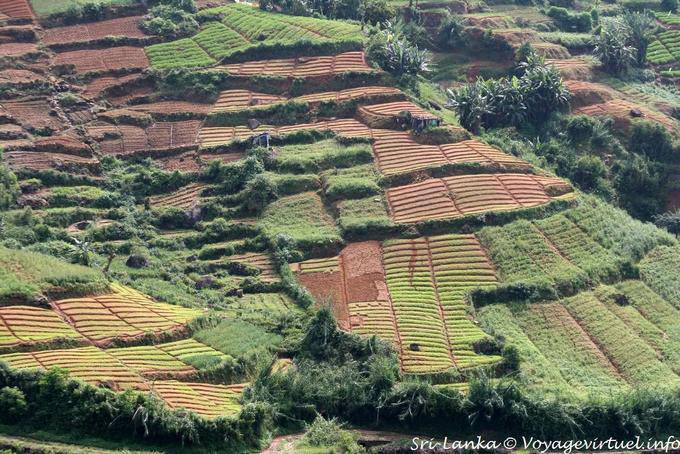 Fields of tea plants in various stages of culture, PBC Highway, Nuwara Eliya - Sri Lanka Ceylon