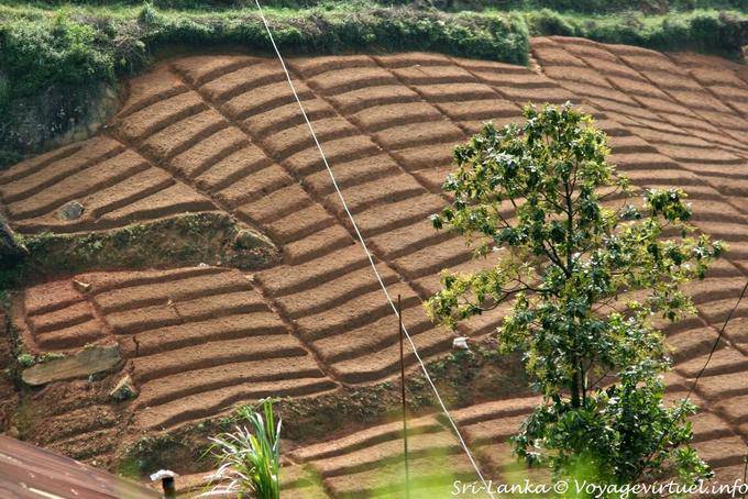 Preparation of planting tea plants before transplanting - Sri Lanka Ceylon