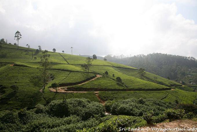 Tea plantation, small trees not exceeding 1.5 m high, Nuwara Eliya - Sri Lanka Ceylon