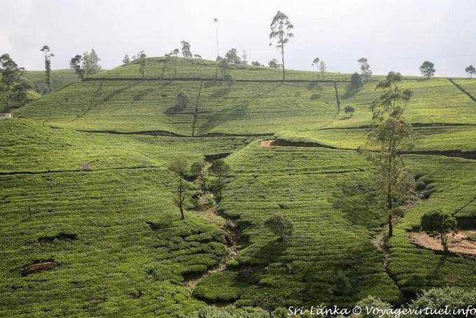 Special geometry of planting shaped by man, Tea Road, Nuwara Eliya - Sri Lanka Ceylon