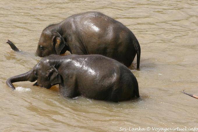 Bathing elephants in the river Ma Oya, Pinnawela Elephant Orphanage - Sri Lanka Ceylon