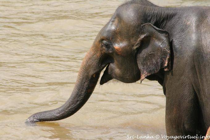 Small ears of the Asian elephant, Pinnawela - Sri Lanka Ceylon