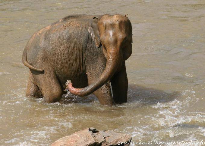 Cleaning suction, Pinnawela Elephant - Sri Lanka Ceylon